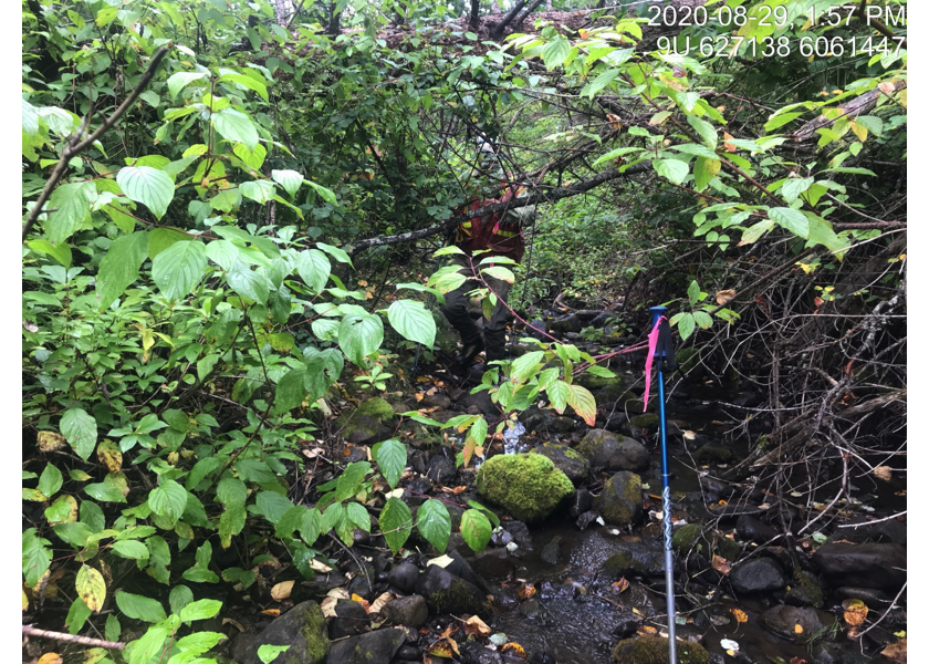 Typical habitat downstream of PSCIS crossing 123445.