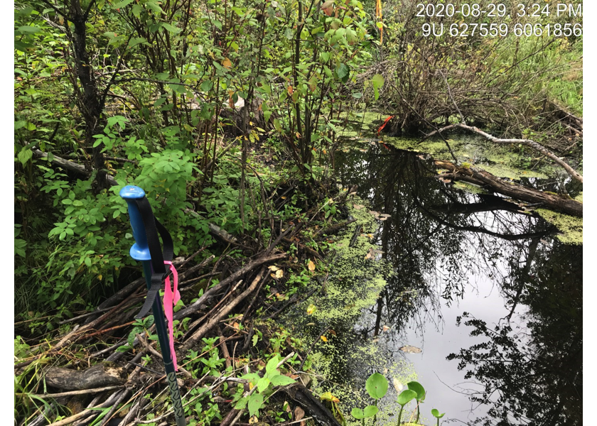 Habitat upstream of PSCIS crossing 123446.