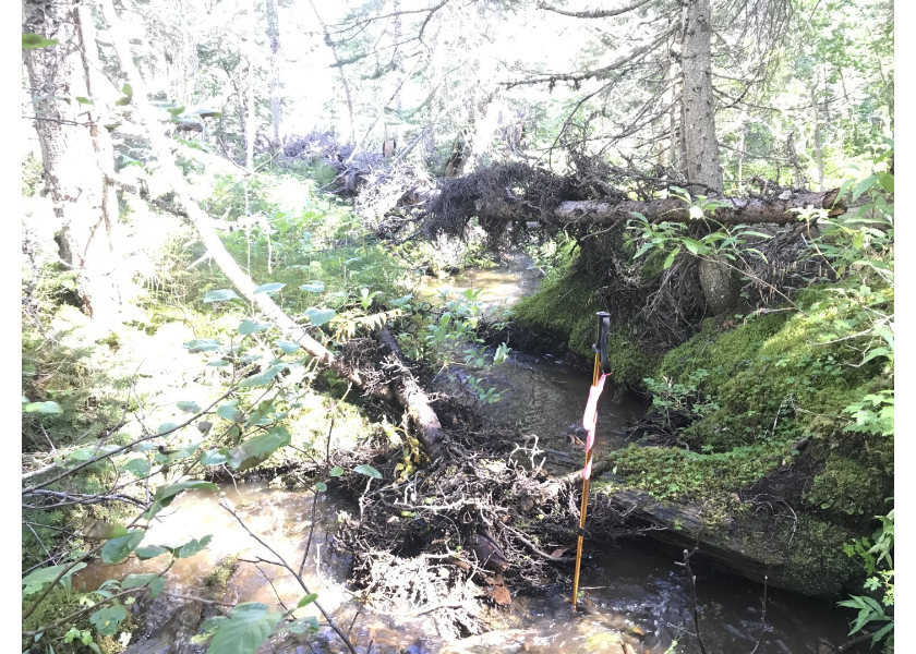 Habitat downstream of crossing 123794.