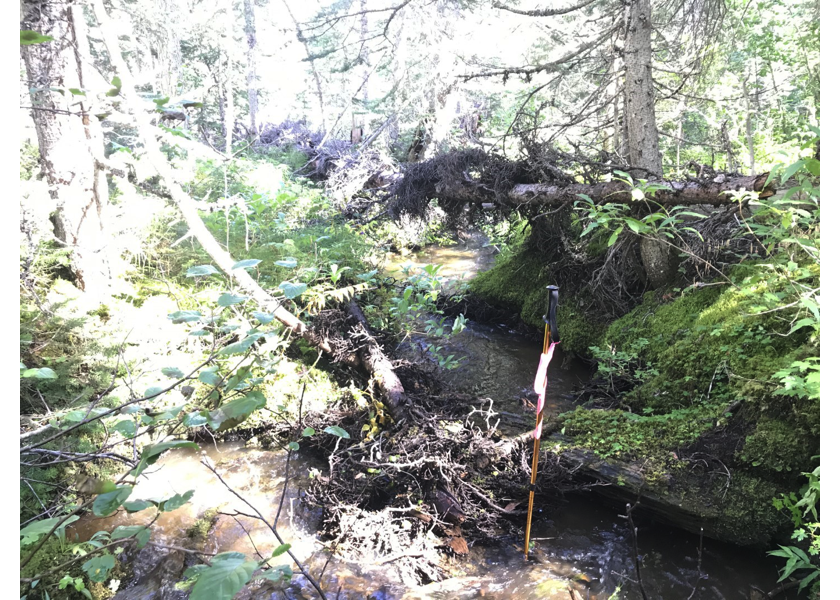 Habitat downstream of crossing 123794.