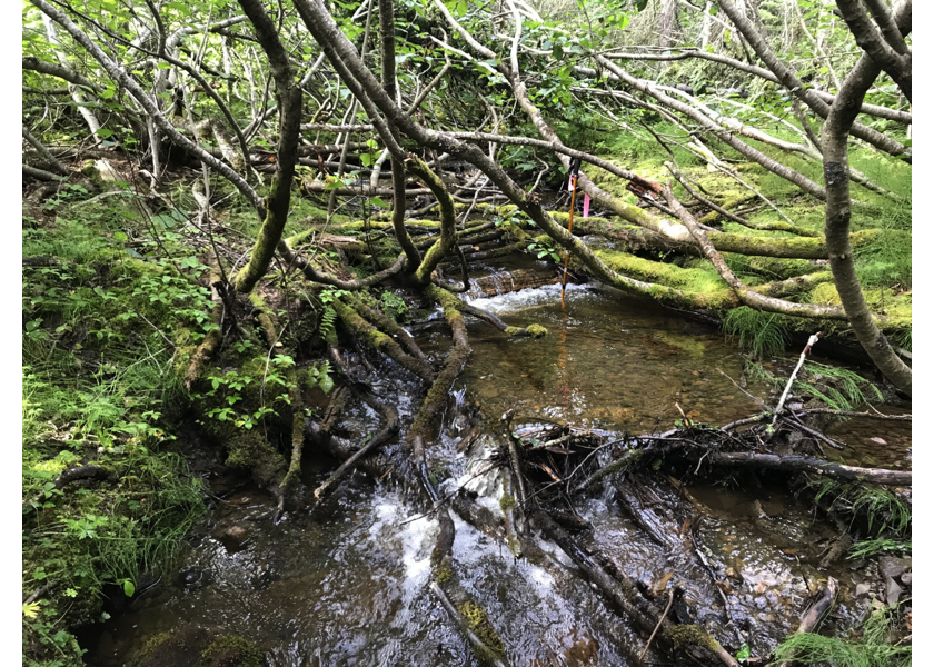 Habitat upstream of PSCIS crossing 123794.