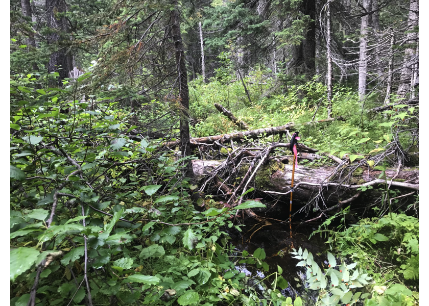 Habitat upstream of PSCIS crossing 123795.