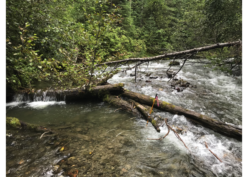 Typical habitat downstream of crossing 124487 below the railway bridge and adjacent to the Bulkley River mainstem.