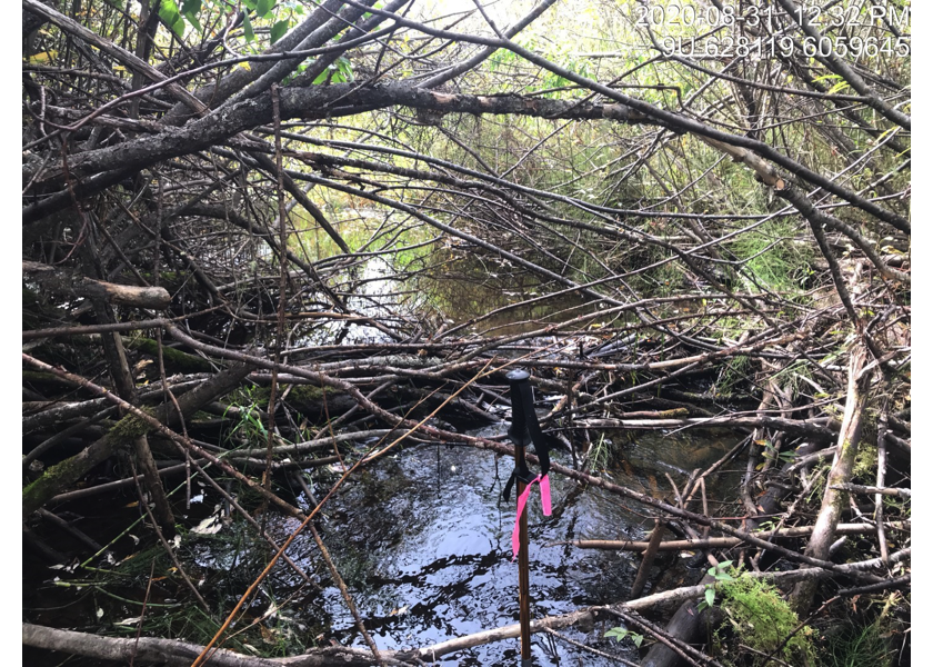 Habitat downstream of crossing 124500 below the railway culverts.