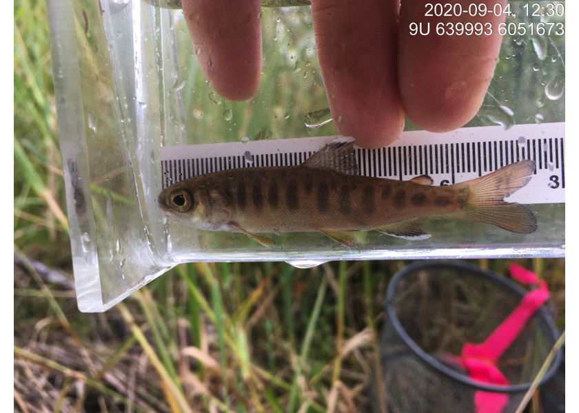 Coho captured downstream of PSCIS crossing 195290.