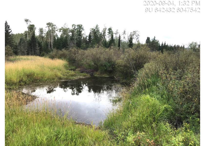 Wetland habitat upstream of PSCIS crossing 195290.