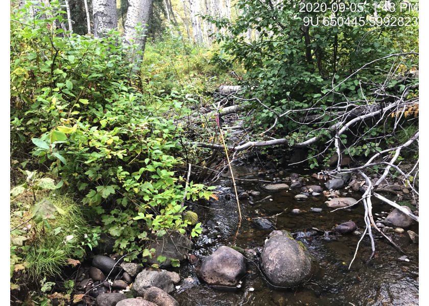 Typical habitat upstream of PSCIS crossing 197360 in 2020.