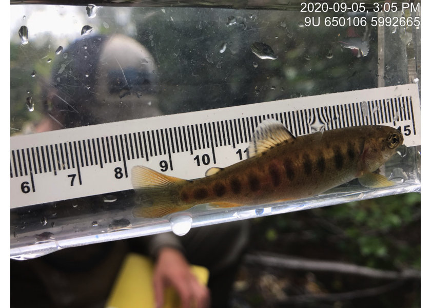 Rainbow trout captured upstream of PSCIS crossing 197360 in 2020.
