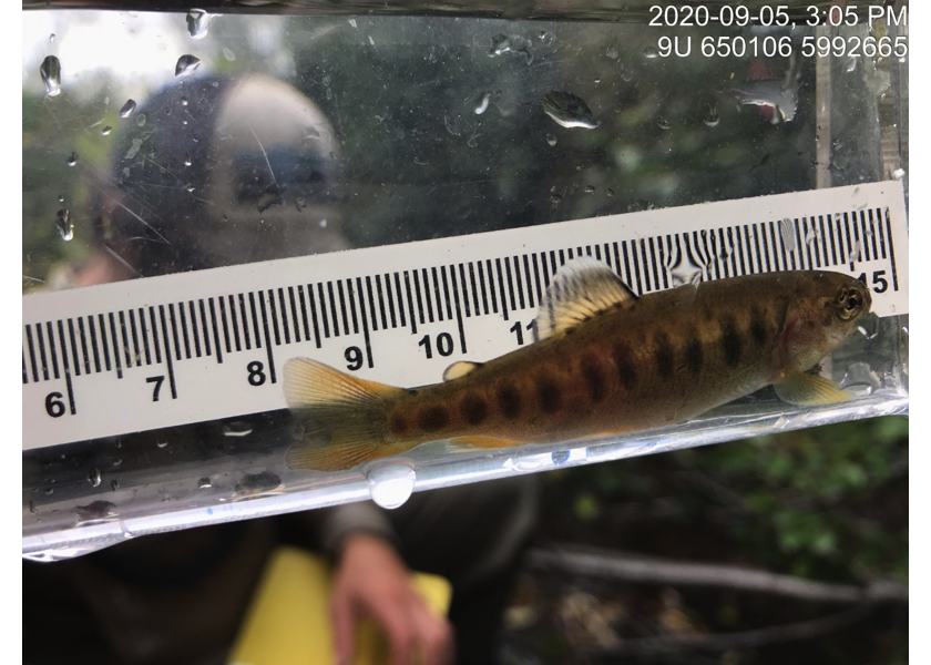 Rainbow trout captured upstream of PSCIS crossing 197360.