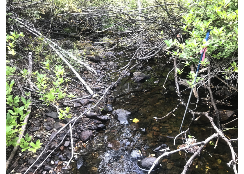 Habitat upstream of PSCIS crossing 197640.