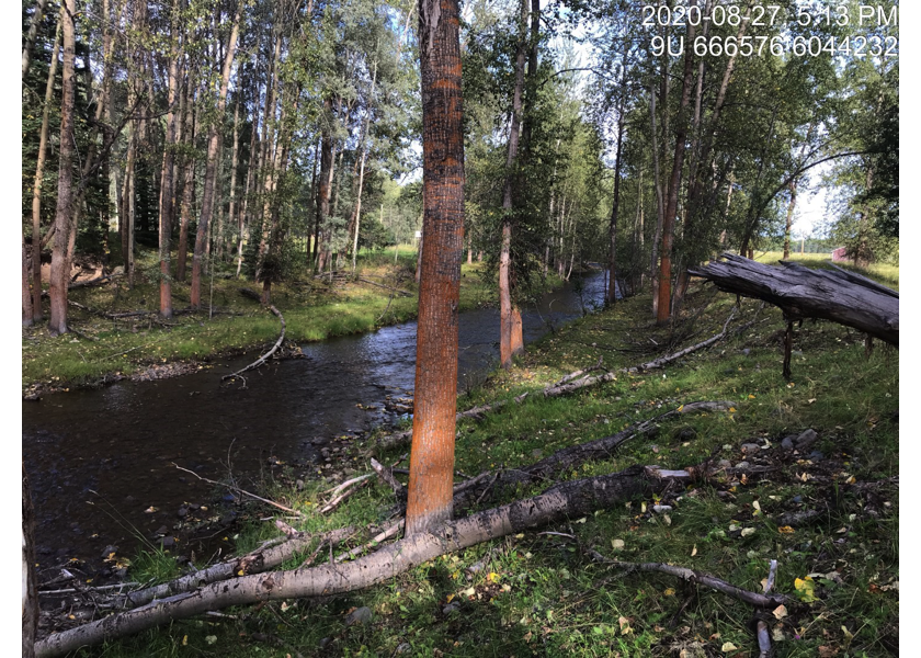 Typical habitat immediately downstream of PSCIS crossing 197658.