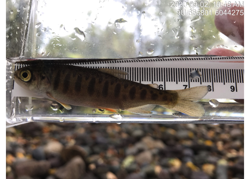 Coho captured upstream of PSCIS crossing 197658.