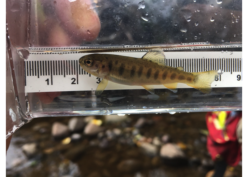 Rainbow trout captured upstream of PSCIS crossing 197662.