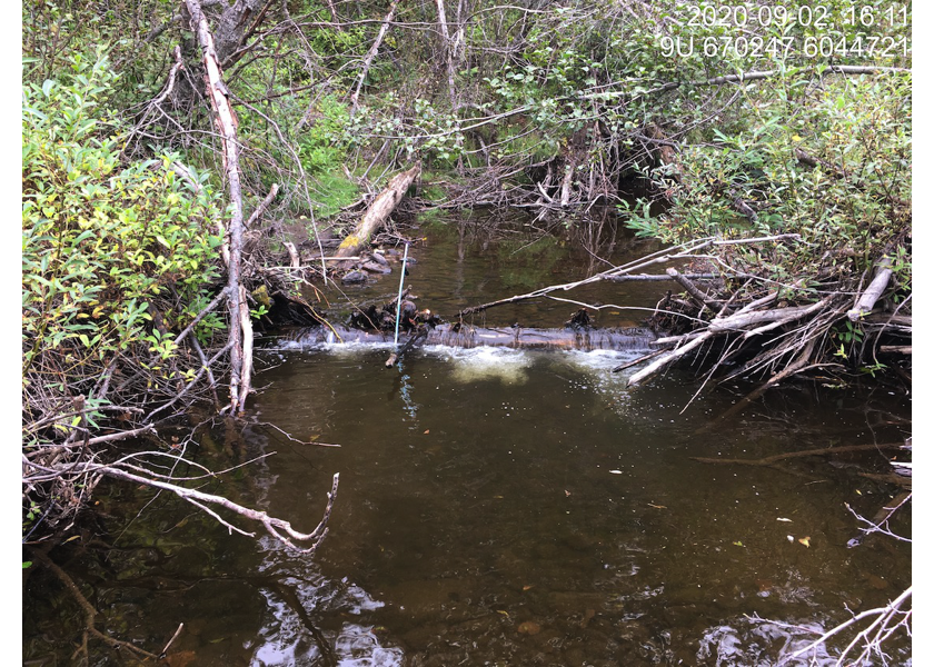 Typical habitat downstream of PSCIS crossing 197663.