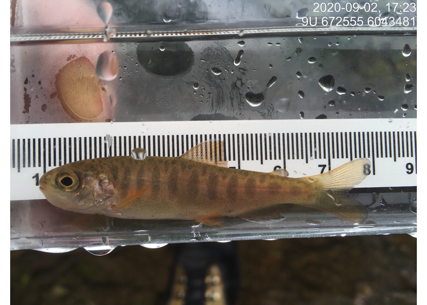 Coho captured downstream of PSCIS crossing 197663.