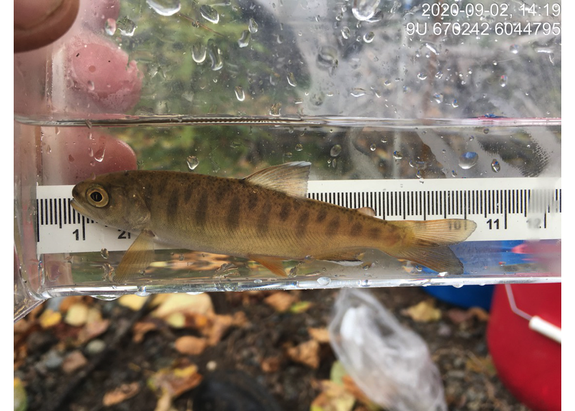 Coho captured upstream of PSCIS crossing 197663.