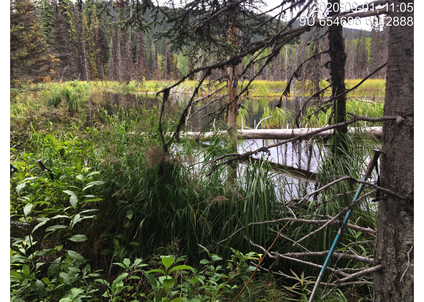 Habitat downstream of PSCIS crossing 3042.