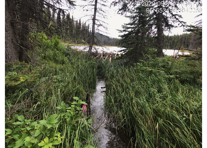 Habitat upstream of PSCIS crossing 3042.