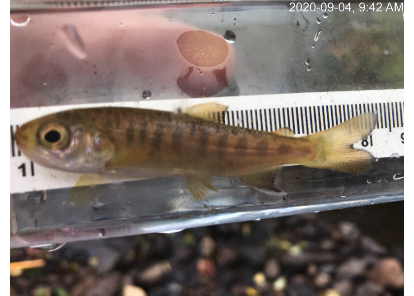 Coho captured downstream of PSCIS crossing 197668.