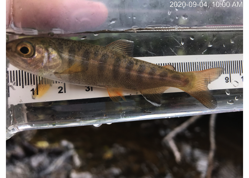 Coho captured upstream of PSCIS crossing 124504.