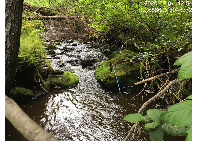 Habitat downstream of crossing 3139.