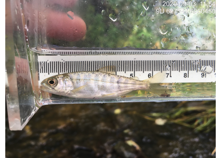 Chinook captured downstream of PSCIS crossing 58159.