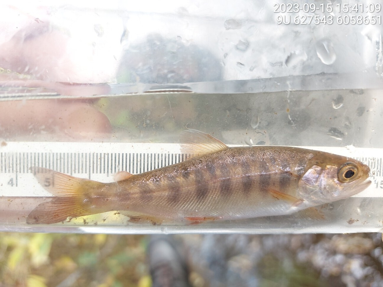 Coho captured upstream of crossing 124500.