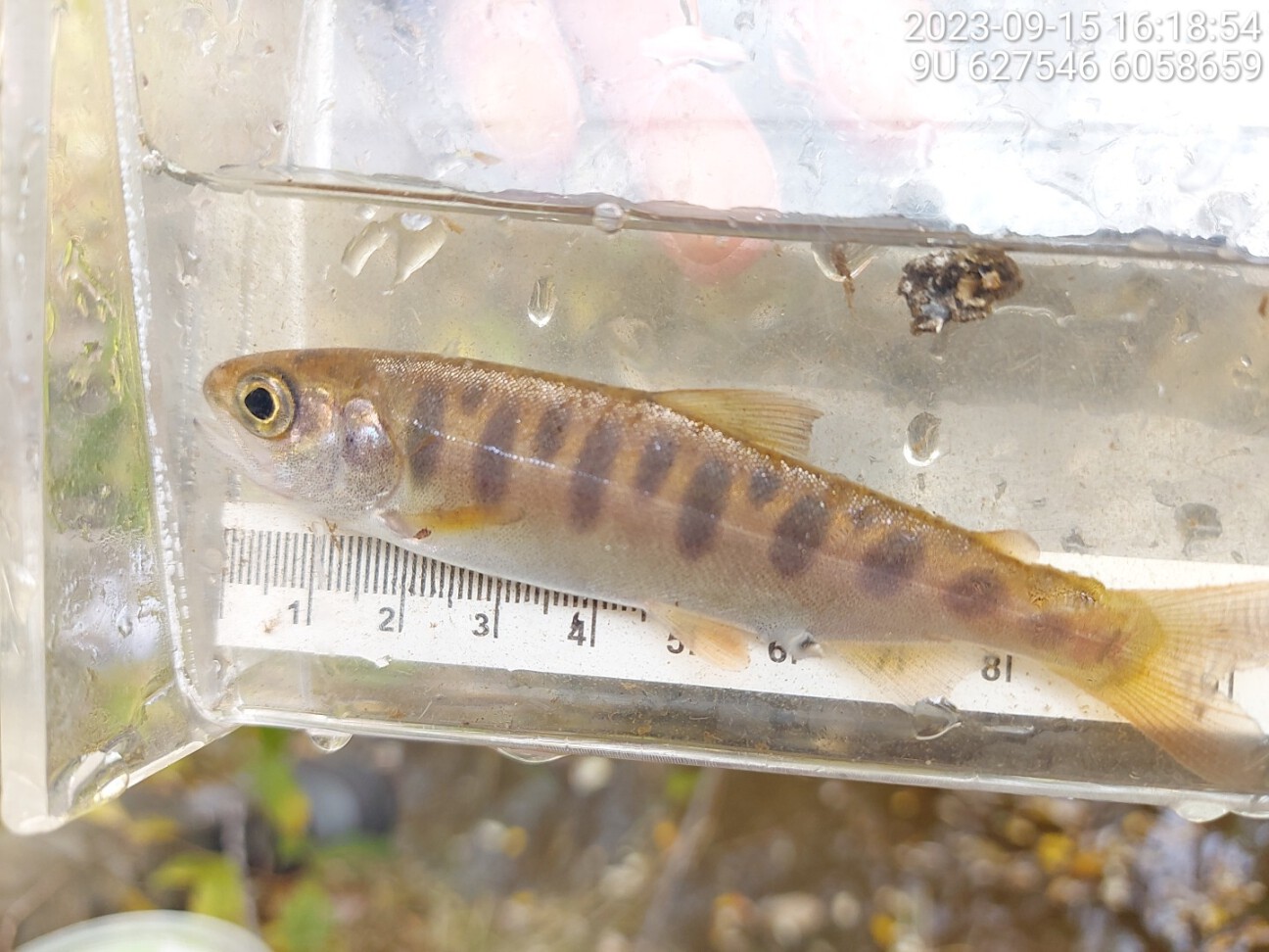 Coho captured upstream of crossing 124500.