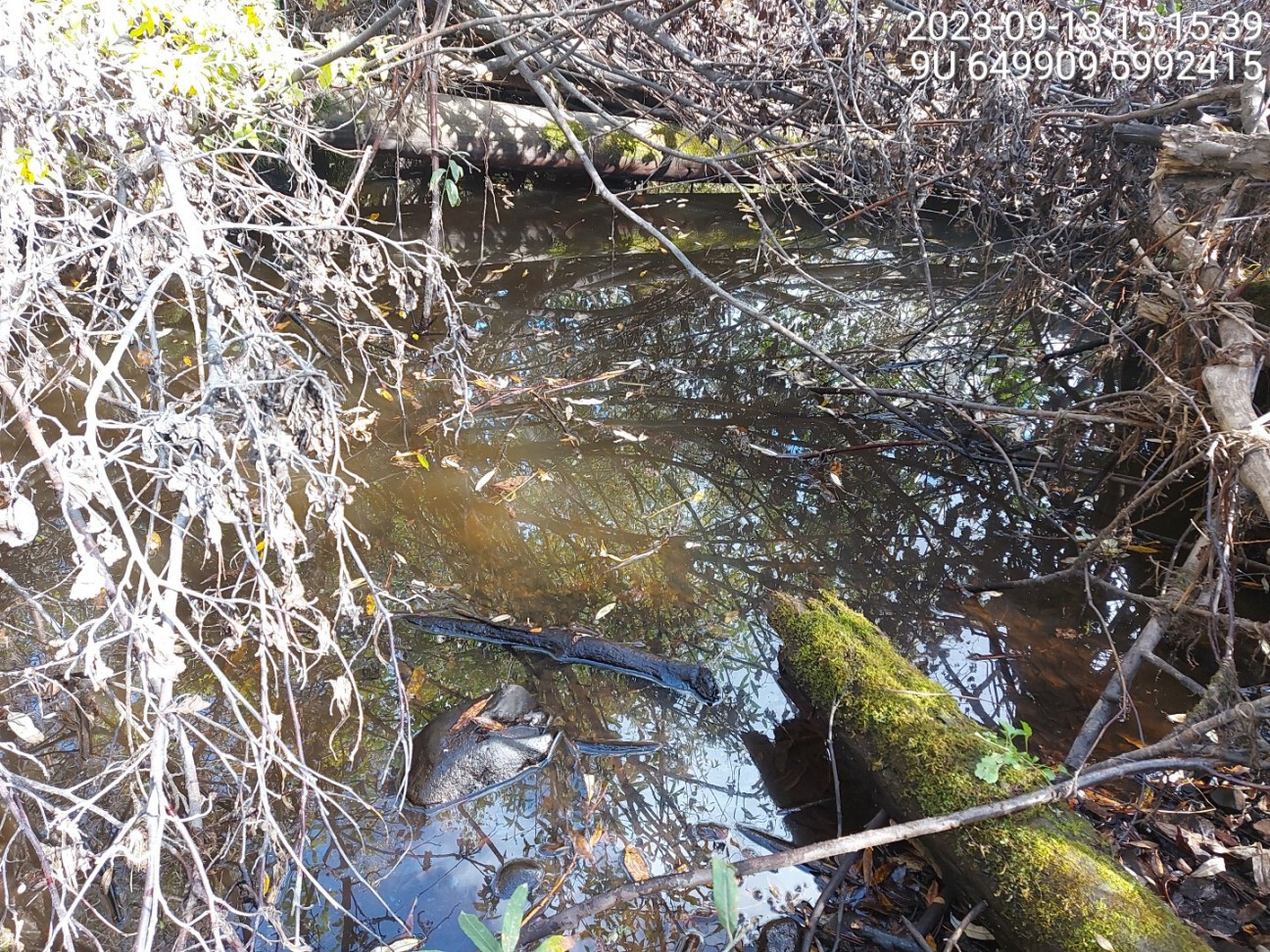 Outlet pool electrofished downstream of crossing 197360 in 2023.