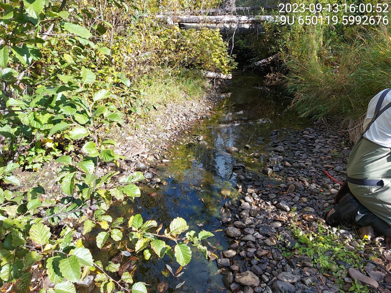 Area electrofished ~350m upstream of crossing 197360 in 2023.