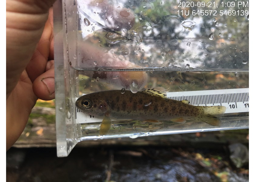 Westslope cutthrout trout captured upstream of PSCIS crossing 50185.