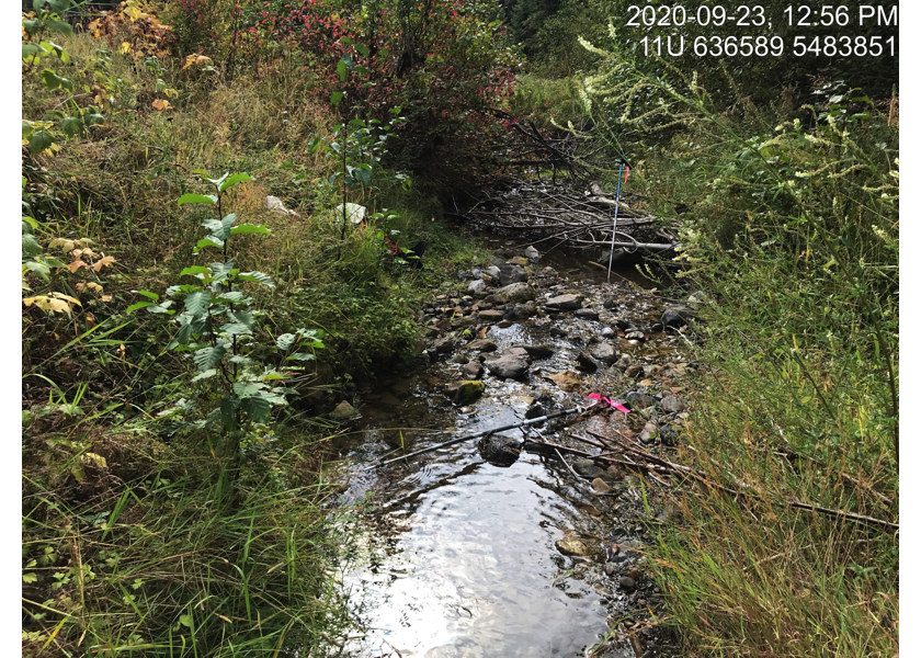 Typical habitat downstream of PSCIS crossing 62516.