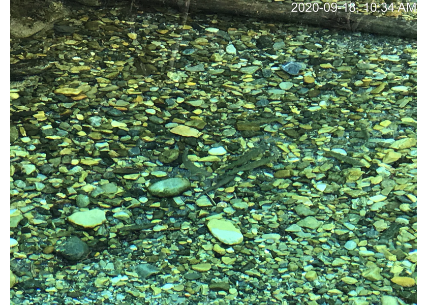 Westlope cutthrout trout in outlet pool downstream of PSCIS crossing 197559.
