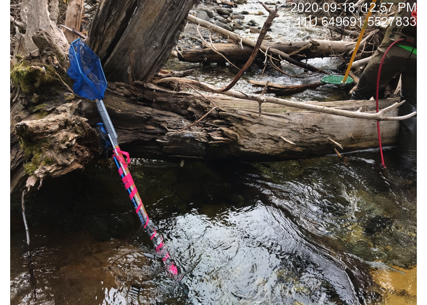 Habitat within electrofishing site upstream of PSCIS crossing 197533.