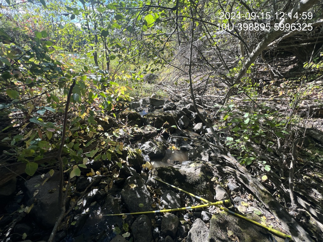 Typical habitat downstream of PSCIS crossing 199173.