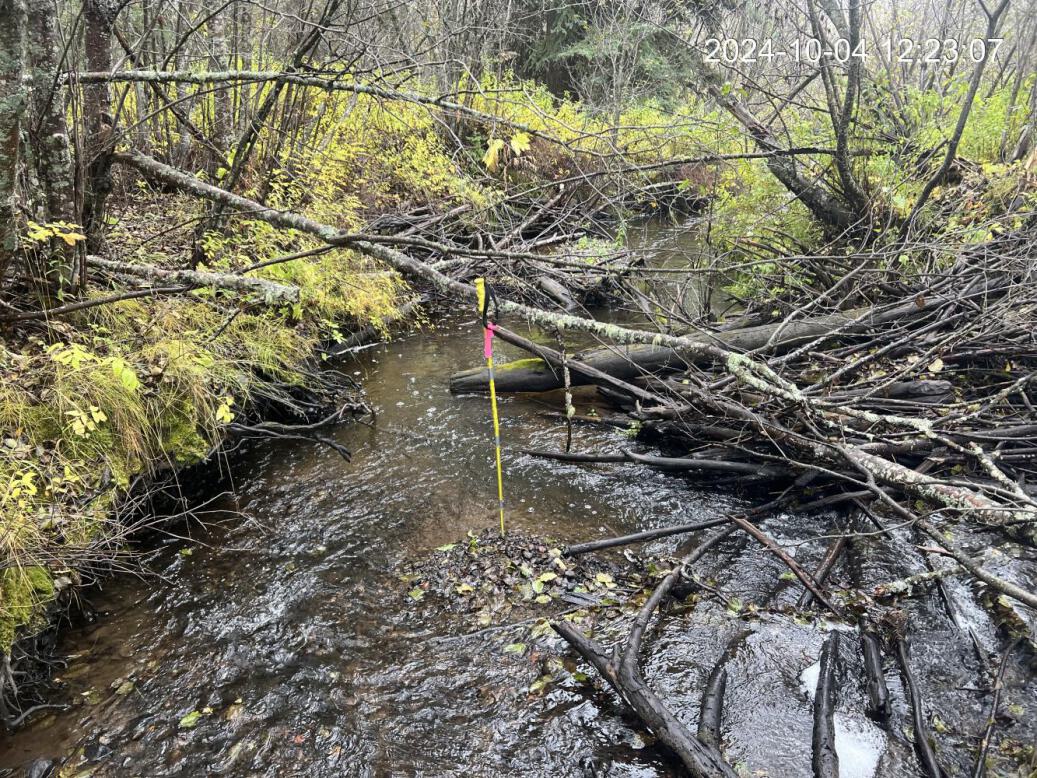 Typical habitat upstream of PSCIS crossing 199204.