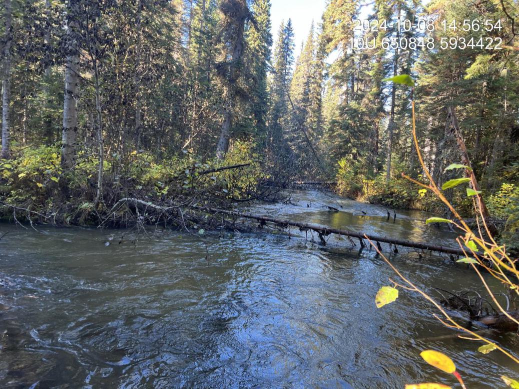 Typical habitat upstream of PSCIS crossing 199237 on the west fork on Snowshoe Creek.