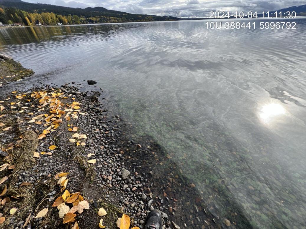 Algal bloom observed downstream of PSCIS crossing 199328 in Fraser Lake.