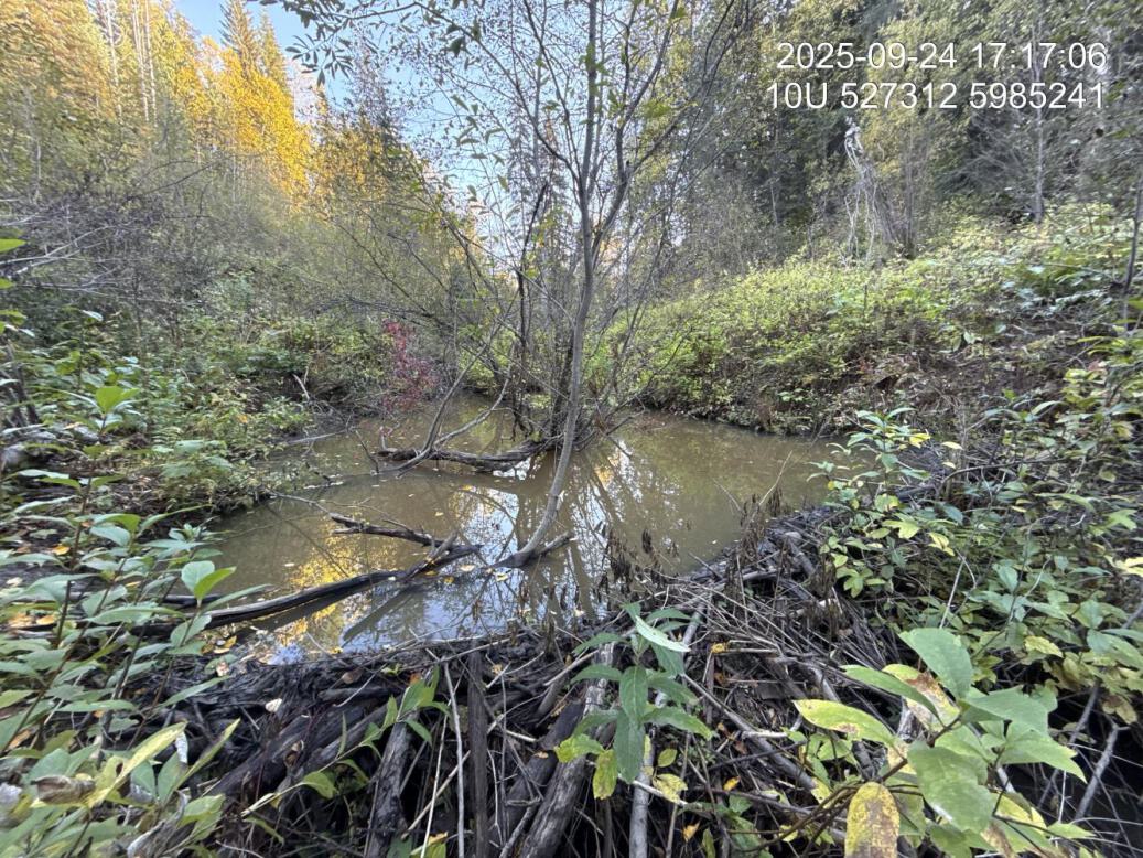 Beaver dam complex located downstream of PSCIS crossing 196076.