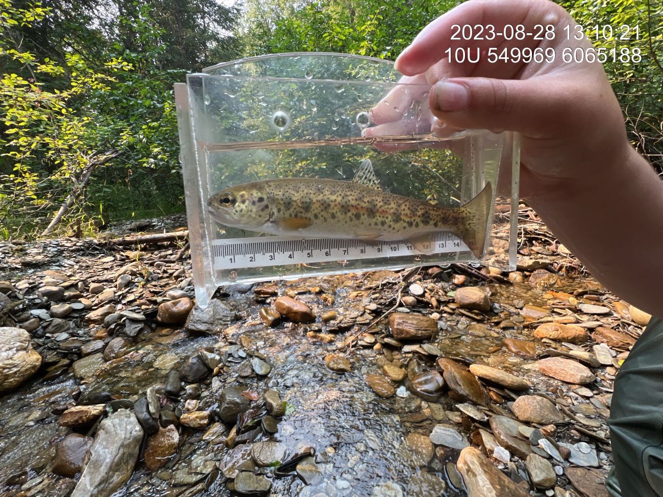 Rainbow trout captured upstream of PSCIS crossing 125231 in 2023.