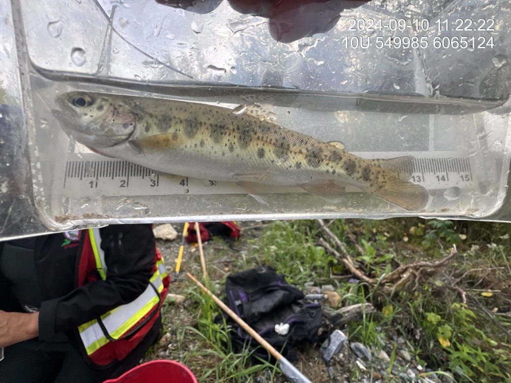 Rainbow trout captured downstream of PSCIS crossing 125231 in 2024.