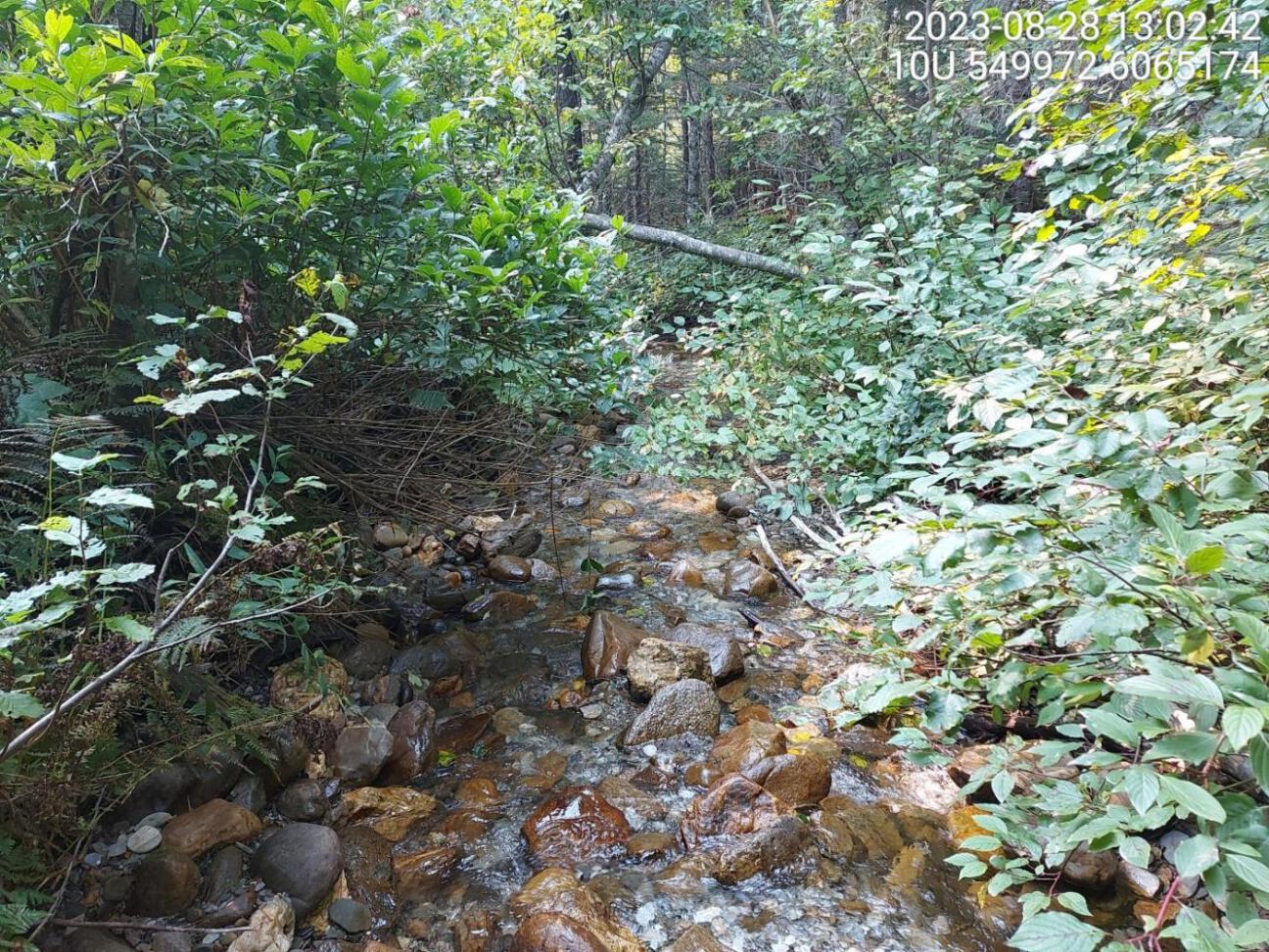 Habitat electrofished upstream of PSCIS crossing 125231 in 2023.