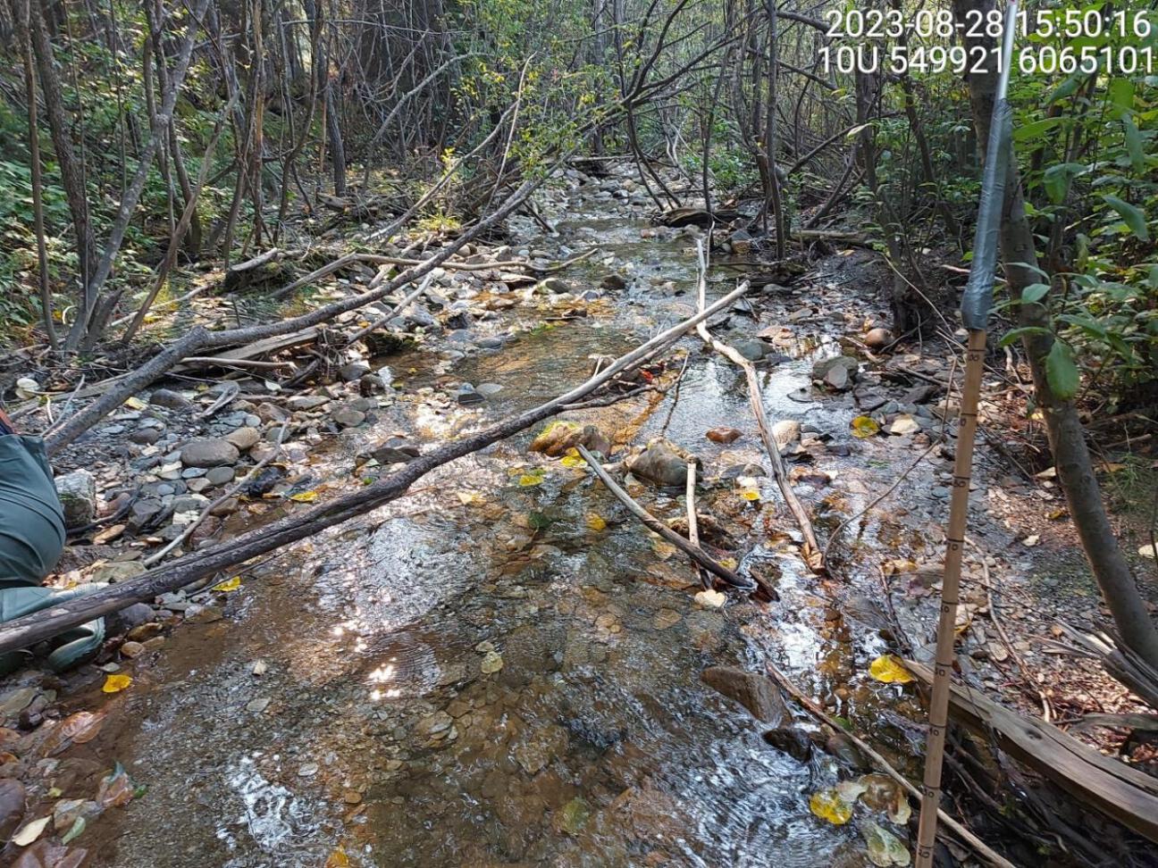 Habitat electrofished downstream of PSCIS crossing 125231 in 2023.