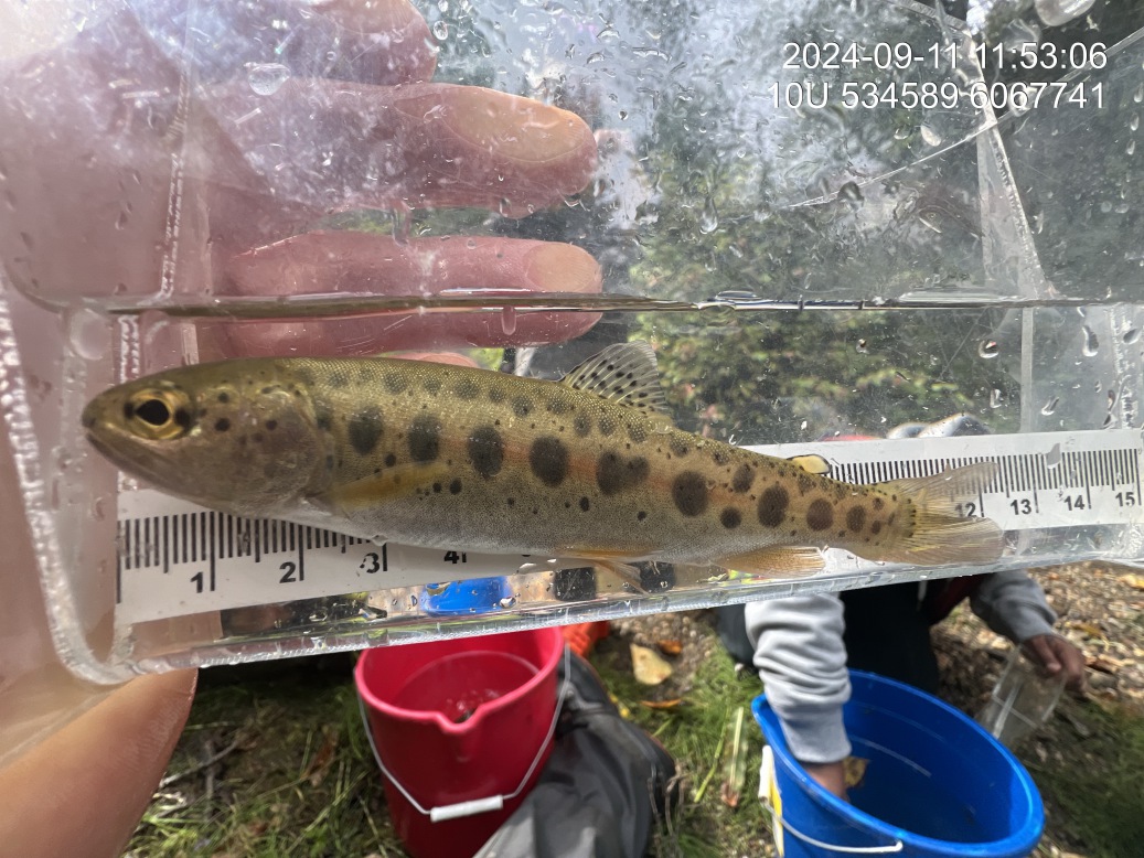 Rainbow trout captured downstream of PSCIS crossing 125261 in 2024.