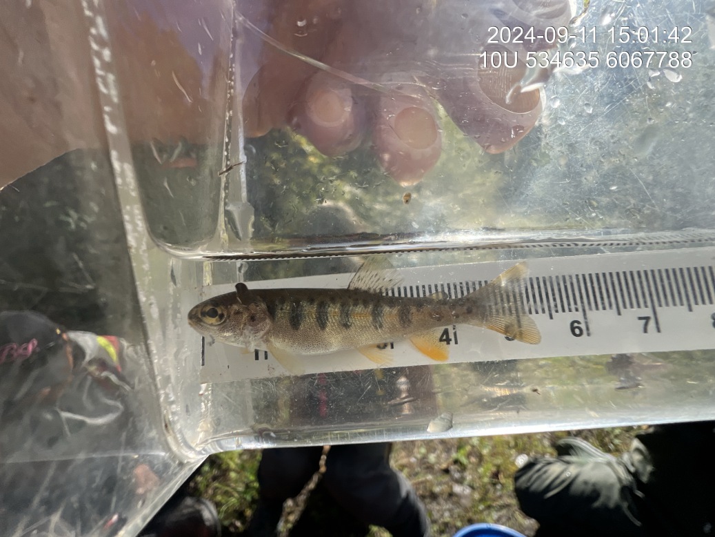 Rainbow trout captured upstream of PSCIS crossing 125261 in 2024.