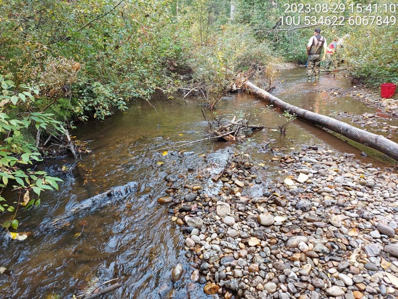 Habitat electrofished upstream of PSCIS crossing 125261 in 2024.