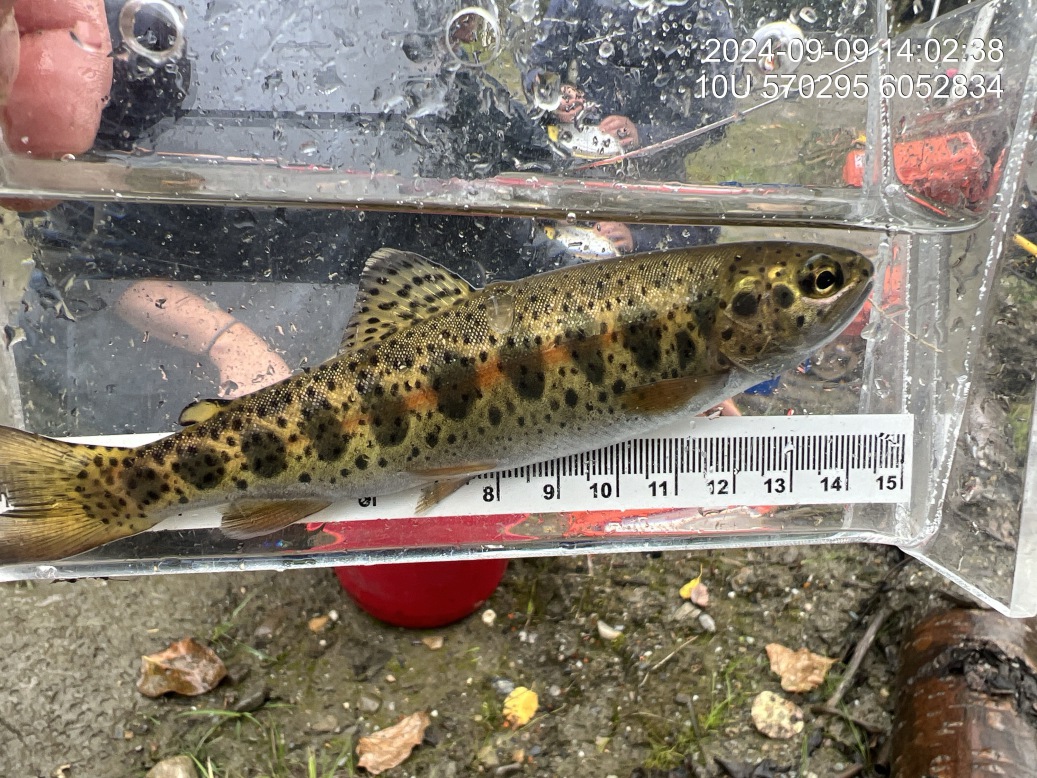 Rainbow trout captured upstream of PSCIS crossing 125179.