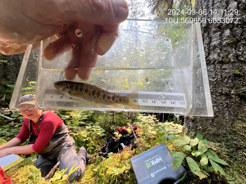 Rainbow trout captured upstream of PSCIS crossing 125180.