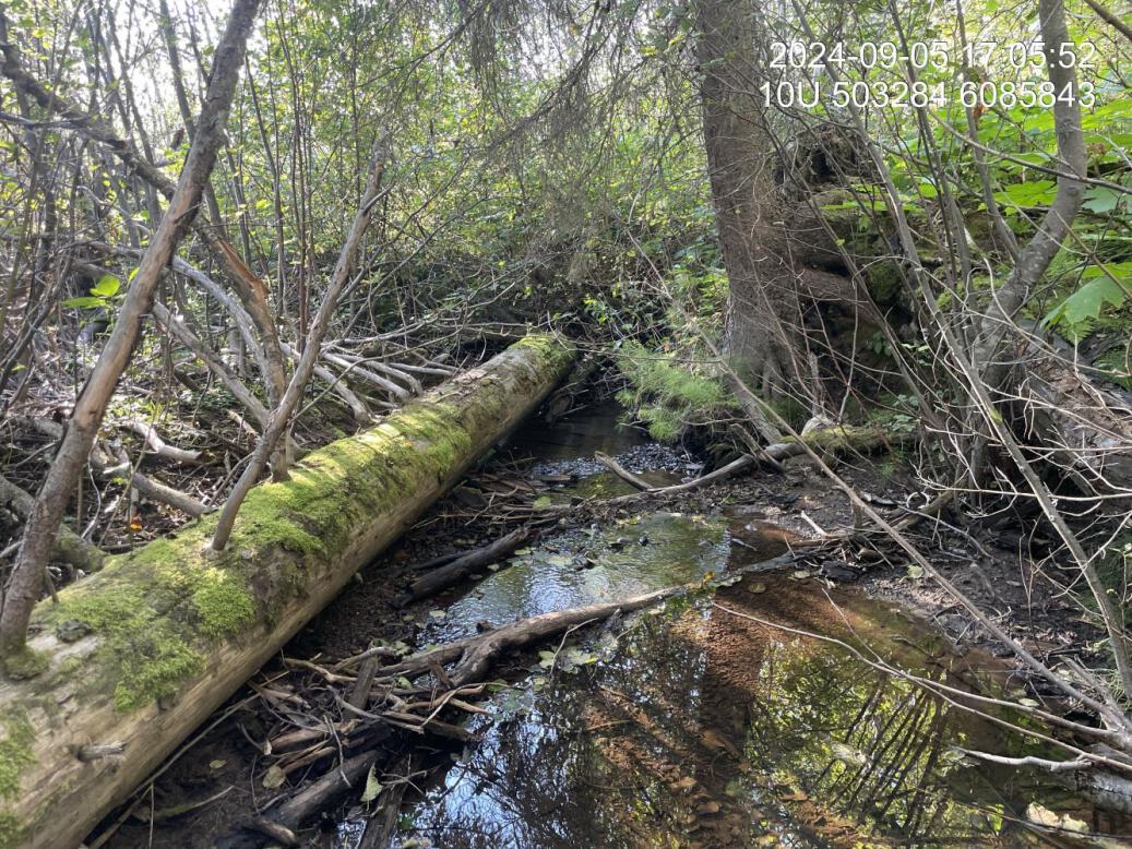 Typical habitat downstream of PSCIS crossing 198669.