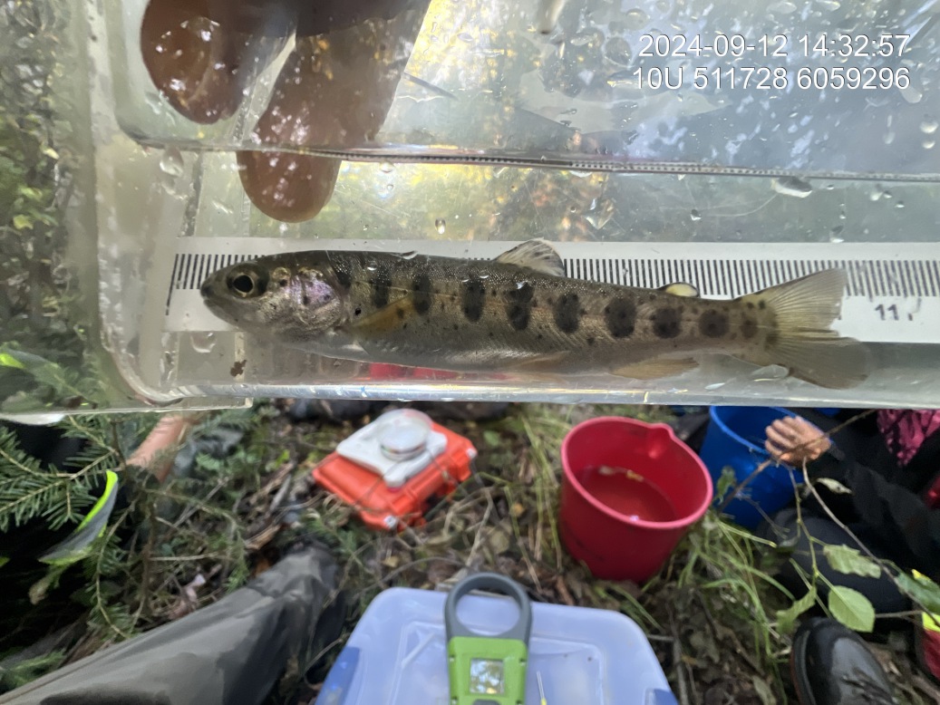 Rainbow trout captured upstream of PSCIS crossing 198692.